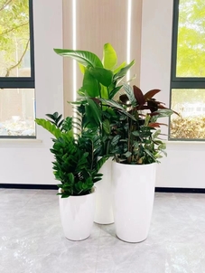 租植物就选宁波奉化，优质服务等你来享！