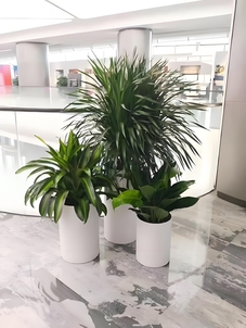 揭秘杭州湾绿植租摆价格，让你心中有数！